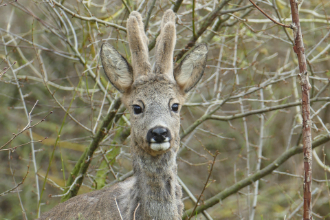 Wildverbiss