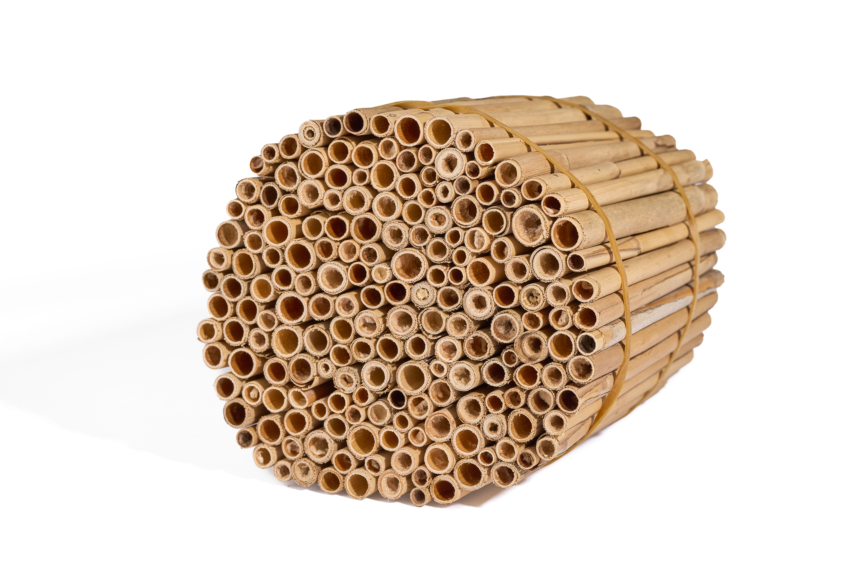 Insektenreet MEDIUM Schilfrohrhalme für Insektenhotel Insektenreet MEDIUM Schilfrohrhalme für Insektenhotel