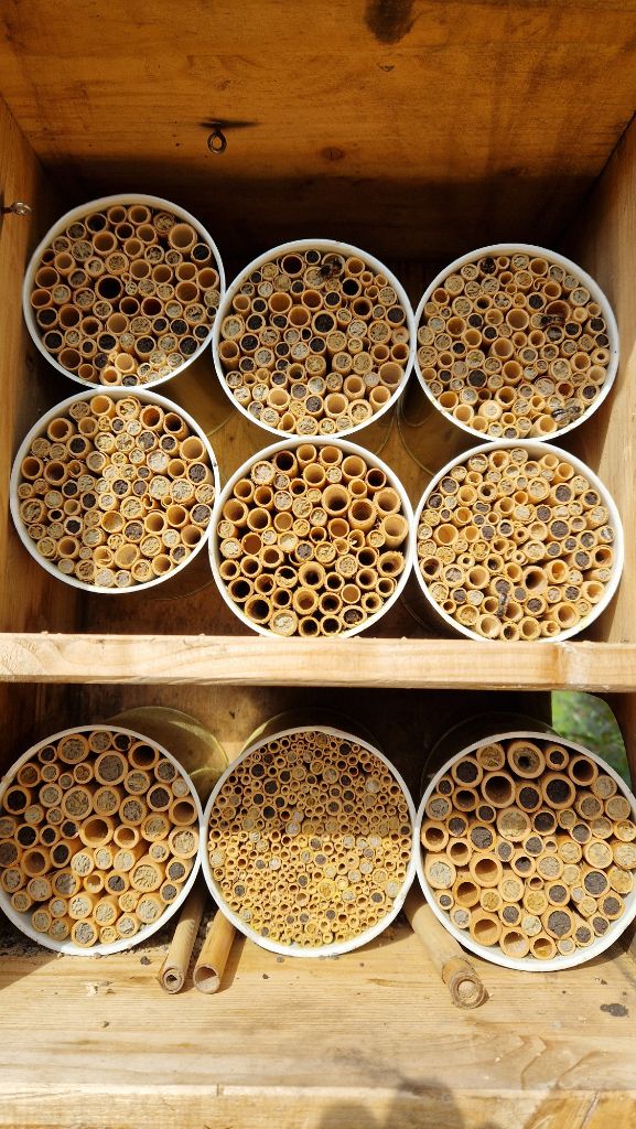 Wildbienen: Naturschutz durch Nisthilfen - Wildbienenhotel aus Schilfrohr bauen für Dummies