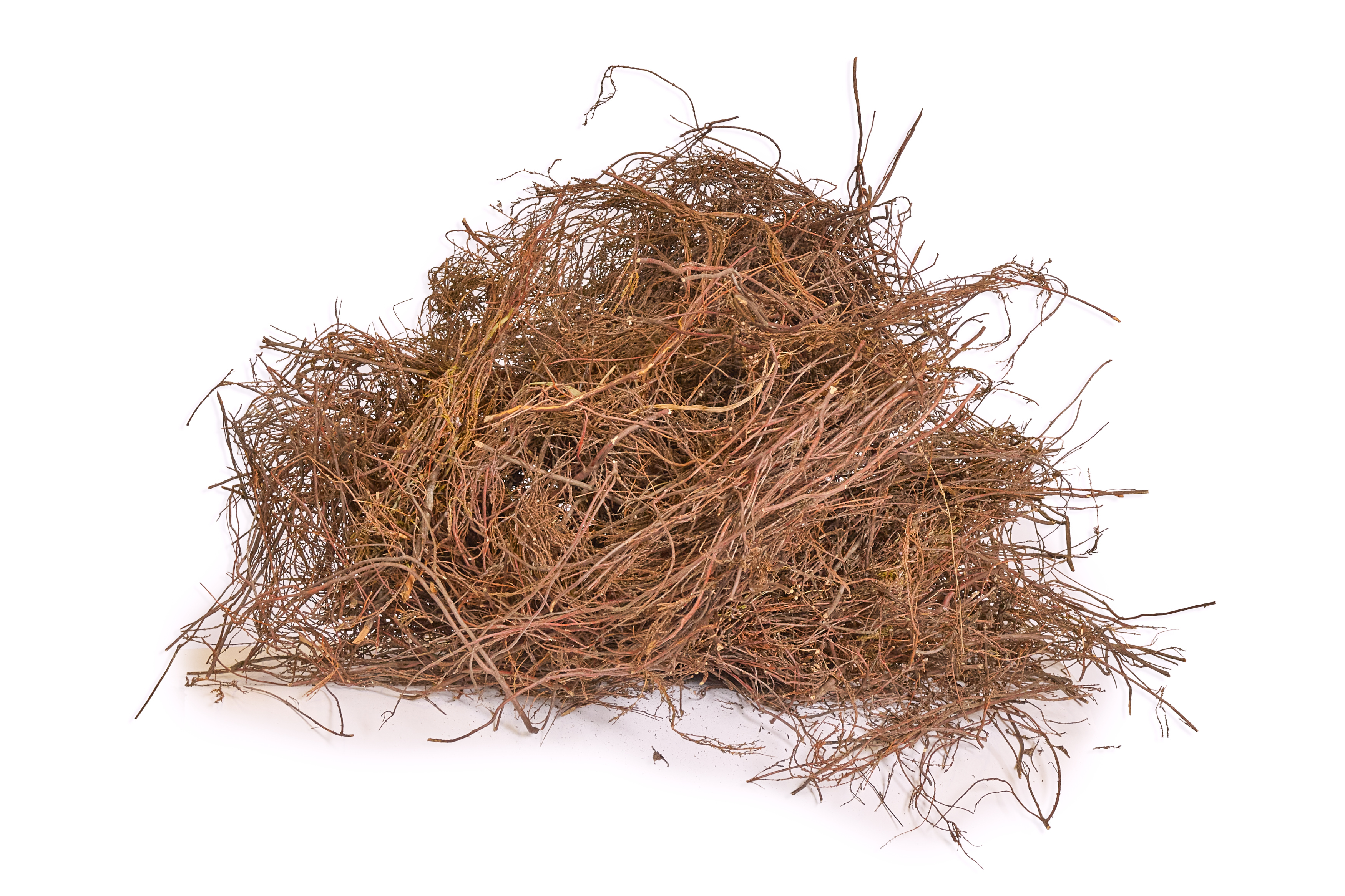 Heidekraut Heidekraut